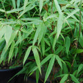 50 Bamboo Seeds - Sunset Glow Clumping Privacy Plant for Garden - Perfect Shade Screen - Phyllostachys spp.