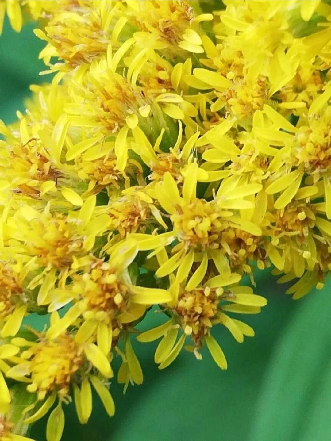 Goldenrod Seeds - 300+ Organic Solidago canadensis - Majestic Showy Medicinal Herb