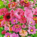 Wildflower Seed Mix - 200+ Seeds - Pink Passion Blend - Stunning All Pink Flowers - (Various Scientific Names)