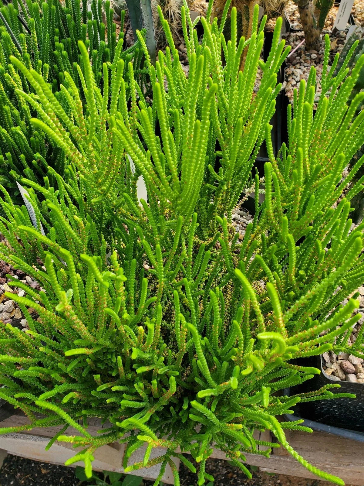 Crassula Muscosa Succulent Plant - Unique Cactus Variety for Indoor or Outdoor Decor