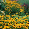 Black Eyed Susan Seeds - 500 Count Non-GMO Rudbeckia Perennial Native Wildflower for USA Gardens