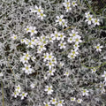 Snow In Summer Seeds 300+ Cerastium Flower Groundcover Perennial - Fast-Growing Ground Cover for Gardens