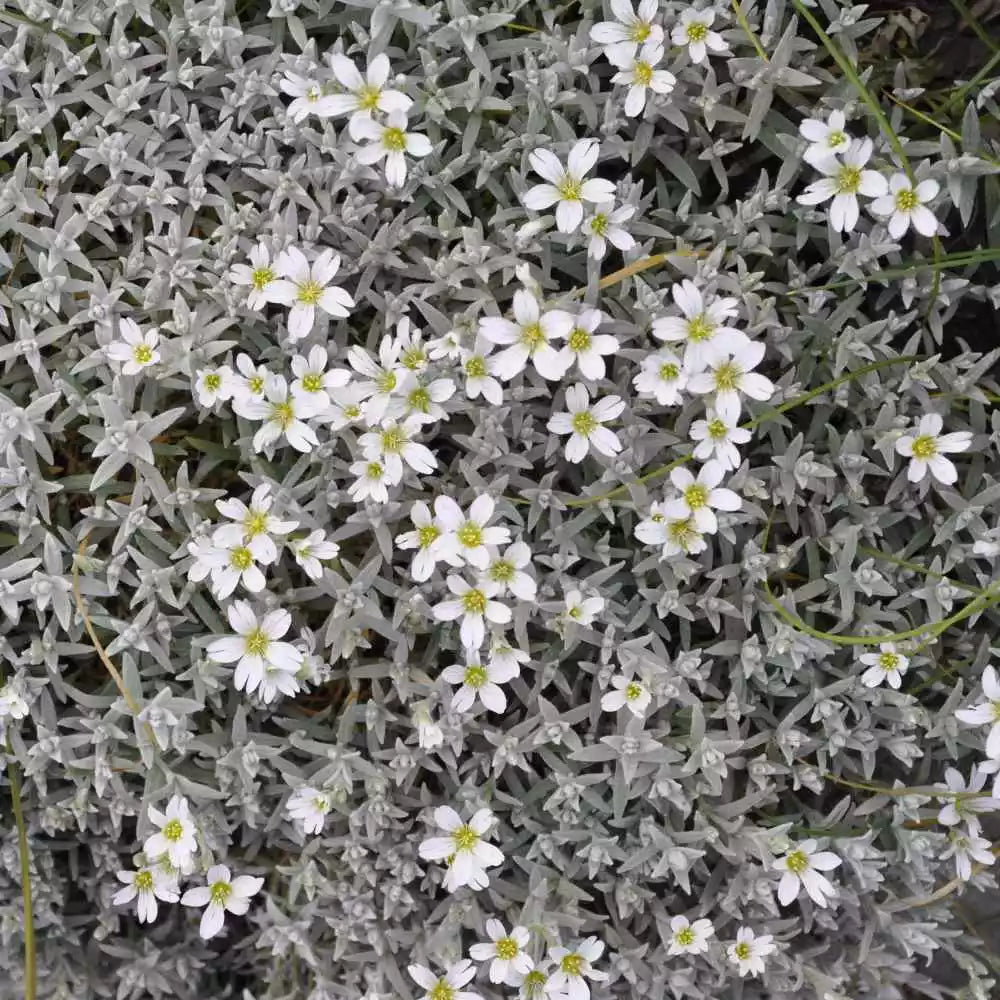 Snow In Summer Seeds 300+ Cerastium Flower Groundcover Perennial - Fast-Growing Ground Cover for Gardens