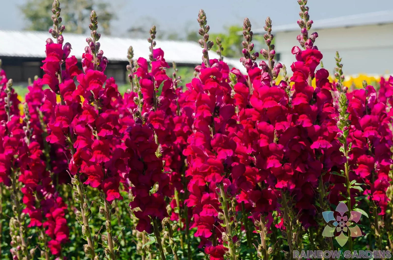 Potomac Red Snapdragon Seeds - 1000+ Count - Garden Planting - Antirrhinum majus - USA