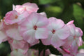 Mother of Pearl Phlox Seeds - 100+ Seeds for Garden Planting - Phlox subulata - USA