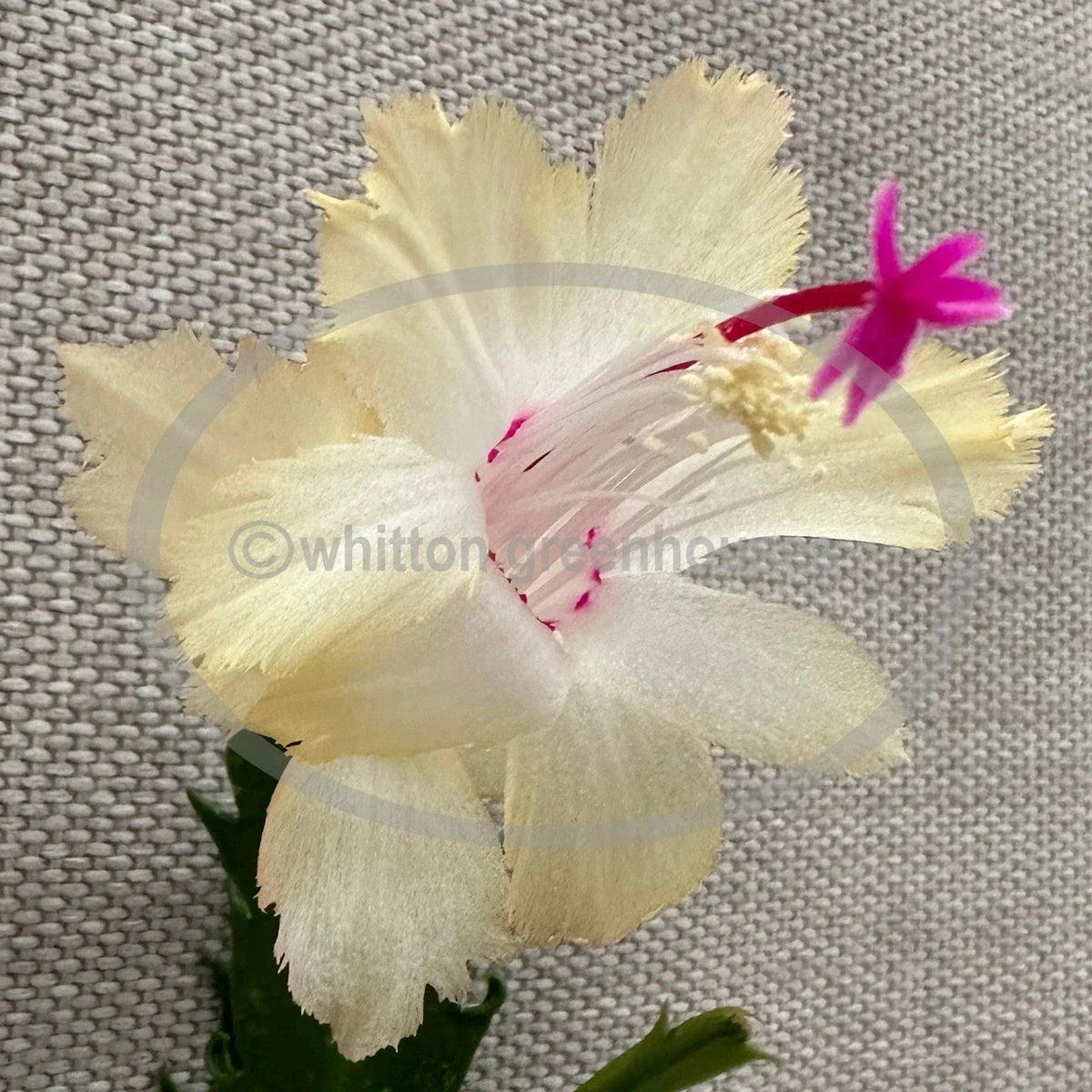 Thanksgiving/Christmas Cactus Cuttings - Schlumbergera "CHELSEA" - No Roots - Perfect for Propagation