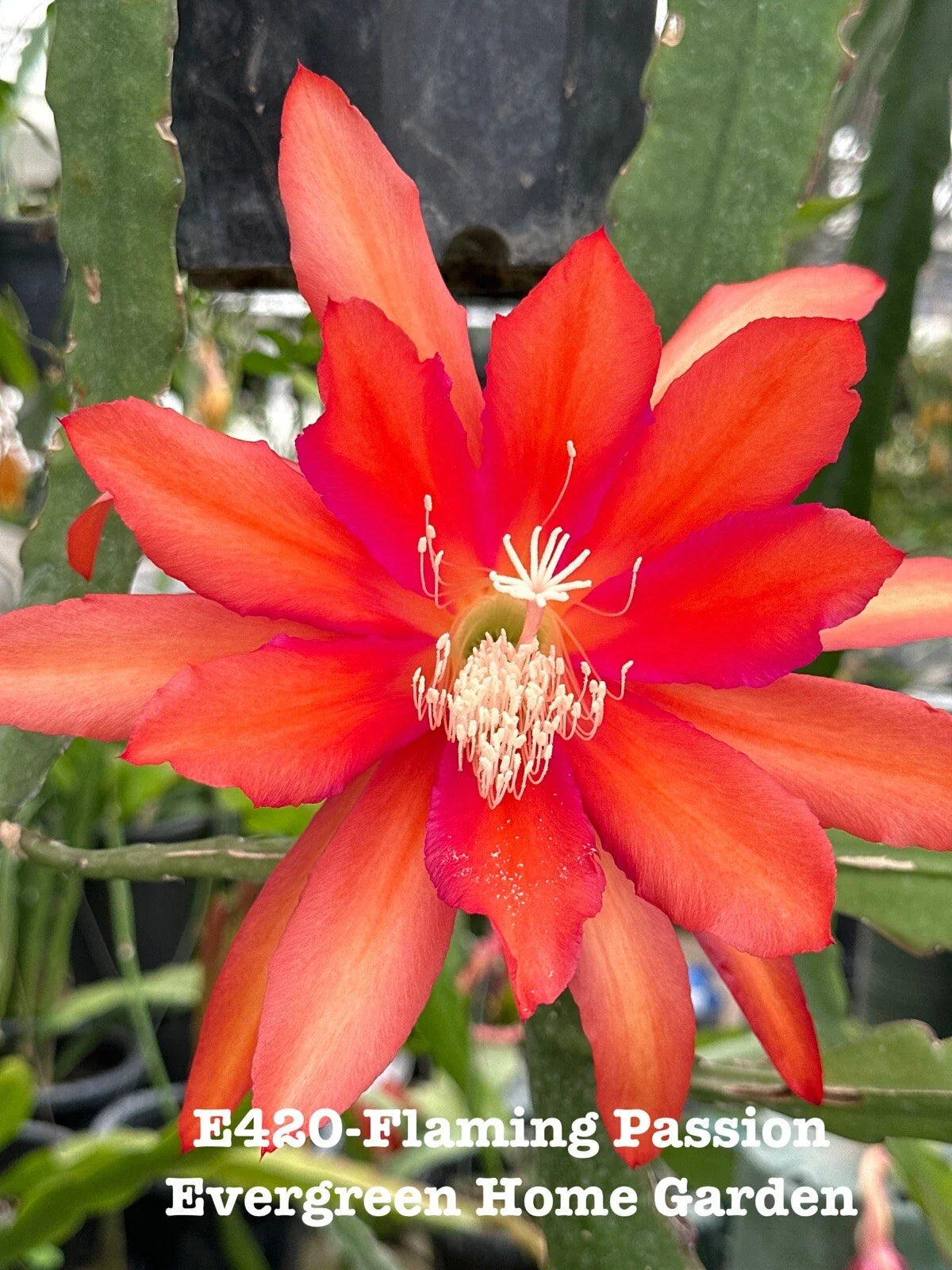 Epiphyllum Orchid Cactus Plant - 4” Starter Pot - Flaming Passion - Rooted (Epiphyllum spp.)