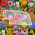 Wildflower Seed Mix - Nebraska State Flower - Perennials & Annuals - Non-GMO - 1000 Seeds