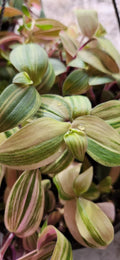 Variegated Baby Bunny Bellies Plant - 4" Basket - Wandering Jew Tradescantia Houseplant
