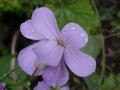 Dame's Rocket Seeds - 1000+ Newly Harvested, Beautiful Bloom Clusters - Hesperis matronalis
