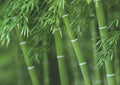Bamboo Seeds for Planting - 300+ Count - Exotic Fast Growing - Phyllostachys spp - Ships from Iowa, USA