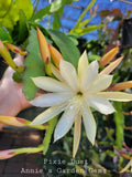 Epiphyllum Cuttings - 8 to 10 Inches - Pixie Dust Variety - Epiphyllum spp. Unrooted Succulent Plant Cuttings