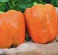 Orange King Bell Pepper Seeds - 10+ Heirloom Organic Non-GMO Sweet Variety - Capsicum annuum