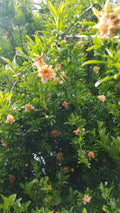 Ornamental Pomegranate Cuttings - 10 Pcs Peach Colored - Punica granatum