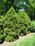 Thuja Tree Seeds 500 Count White Cedar Arborvitae Thuja occidentalis