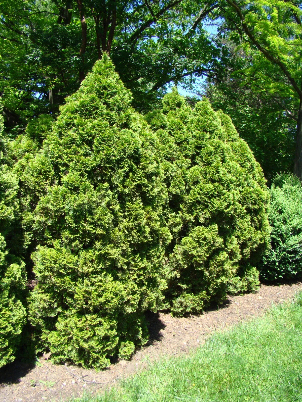 Thuja Tree Seeds 500 Count White Cedar Arborvitae Thuja occidentalis