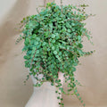 Peperomia Prostrata String of Turtles | 4" Potted Houseplant | Rare Succulent Plant