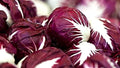 Red Verona Radicchio Seeds 300+ Non-GMO Chicory Seeds for Planting (Cichorium intybus)