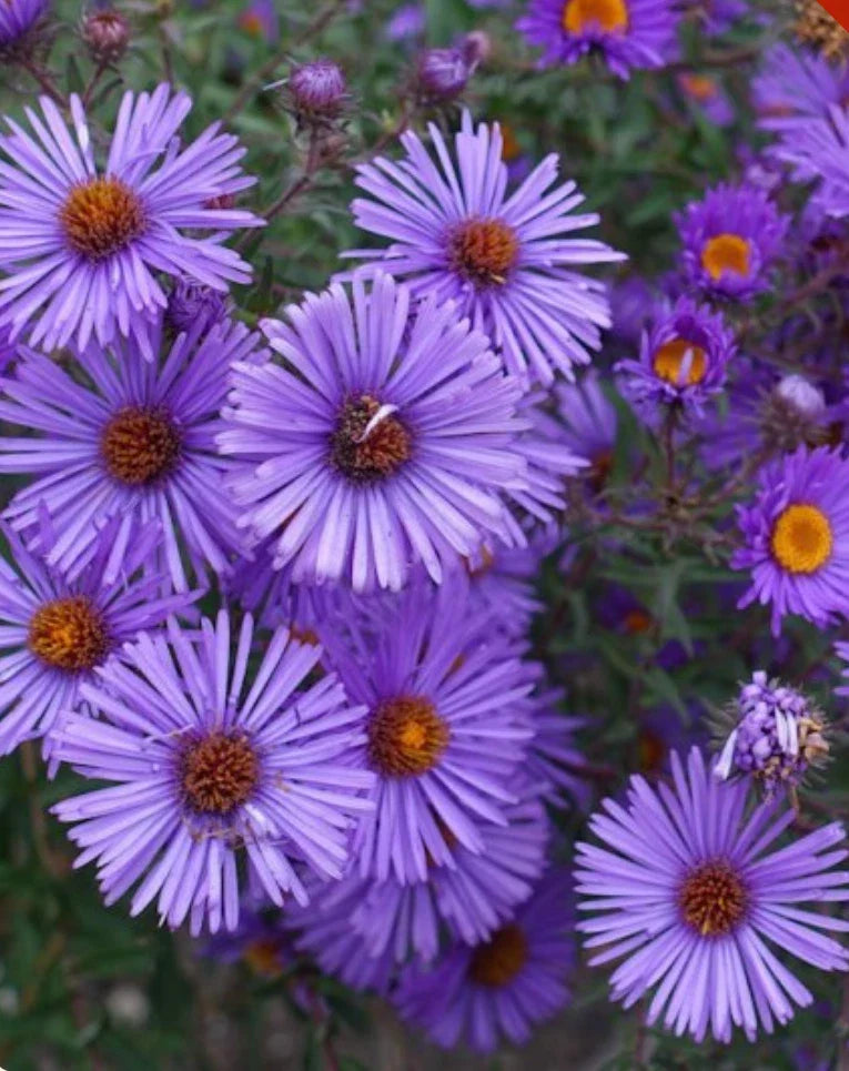 New England Aster Seeds - Purple Perennial Heirloom - Non-GMO - 1,000 Seeds - Aster novae-angliae