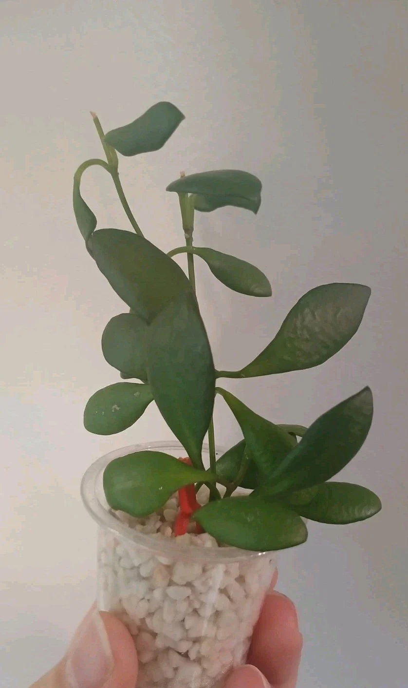 Hoya Heuschkeliana Cutting - Live Plant Cutting - Trailing Houseplant - Indoor Plant - Tropical Vine