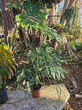 XXL Euphorbia tirucalli Pencil Cactus, 38" Tall, 5" Pot, African Milkbush, Indoor/Outdoor Succulent Plant