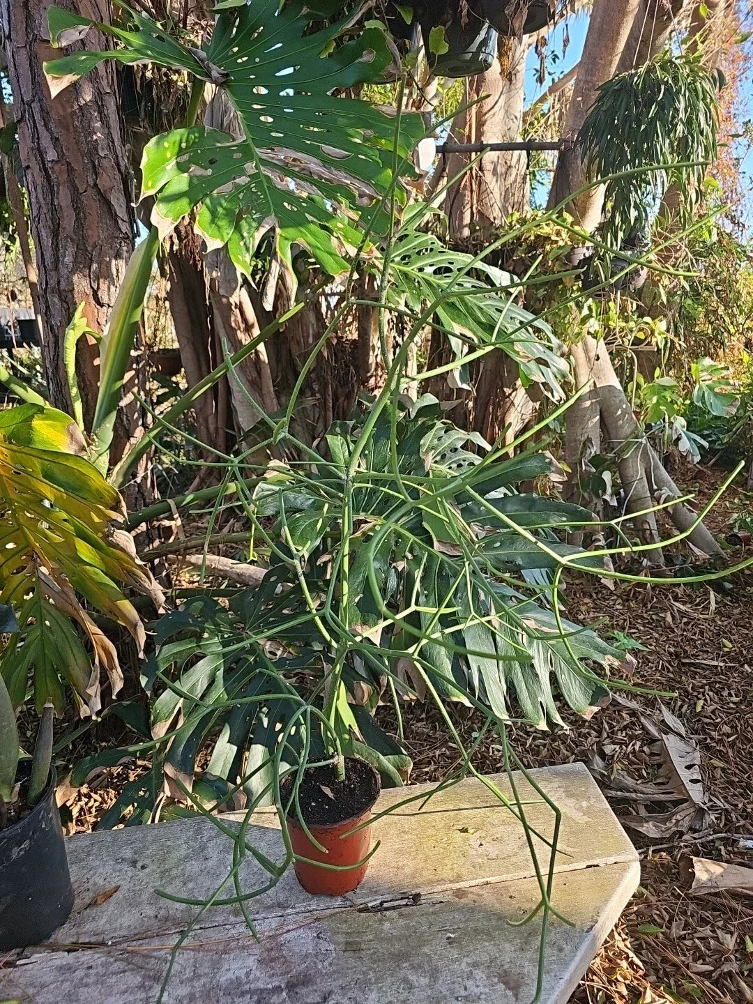 XXL Euphorbia tirucalli Pencil Cactus, 38" Tall, 5" Pot, African Milkbush, Indoor/Outdoor Succulent Plant