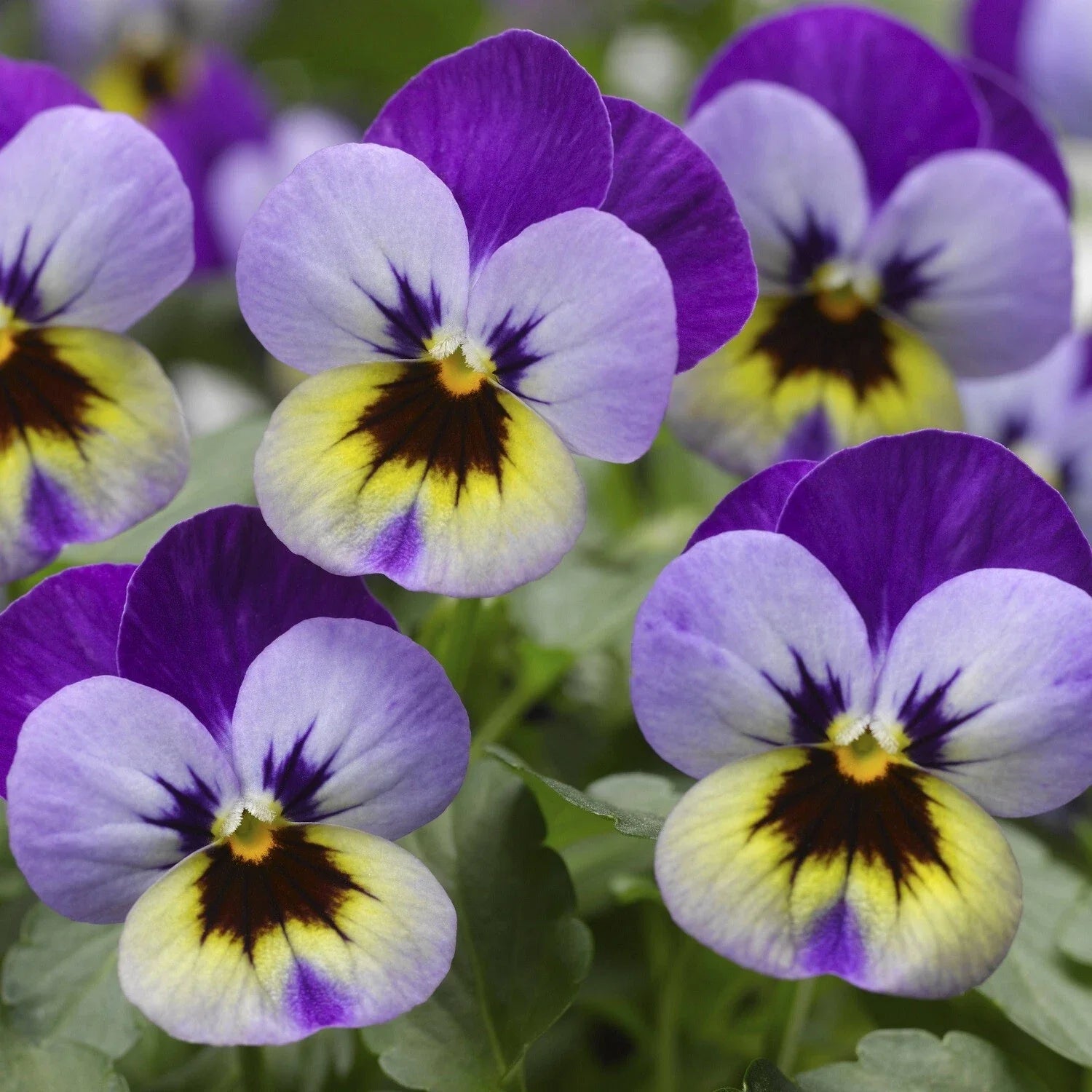 Viola Seeds 50 Pack Violet Blue Scented Viola Deltini - Premium Flower Seeds for Garden Planting