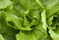 Endive Seed - Batavian Full Heart Variety - Fresh Seeds for Gardening (Cichorium endivia)