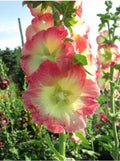 Hollyhock Seeds - 25 Perennial Yellow Pink Flower Seeds - Alcea rosea - US Seller