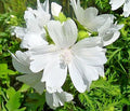 White Musk Mallow Seeds - 102 Count - Malva Moschata Alba - Easy to Grow - USA Seller