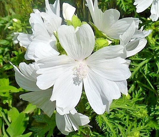 White Musk Mallow Seeds - 102 Count - Malva Moschata Alba - Easy to Grow - USA Seller
