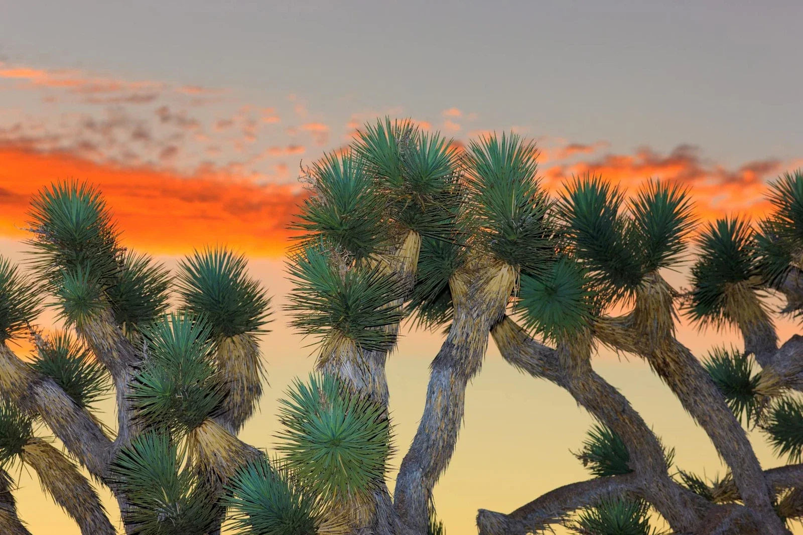 Joshua Tree Bonsai Seeds - 10 Count - Highly Prized Bonsai - Yucca brevifolia