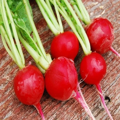 Crunchy Royale Radish Seeds - Fresh Vegetable Seeds for Garden Planting - Raphanus sativus
