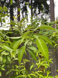 Yuzu Citrus Tree Cuttings 4-Pack Cold Hardy Fragrant Fruits Japanese Cooking