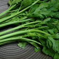 200 Conquistador Celery Seeds | Heirloom Non-GMO | Organic Vegetable Seeds | Apium graveolens