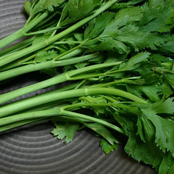 200 Conquistador Celery Seeds | Heirloom Non-GMO | Organic Vegetable Seeds | Apium graveolens