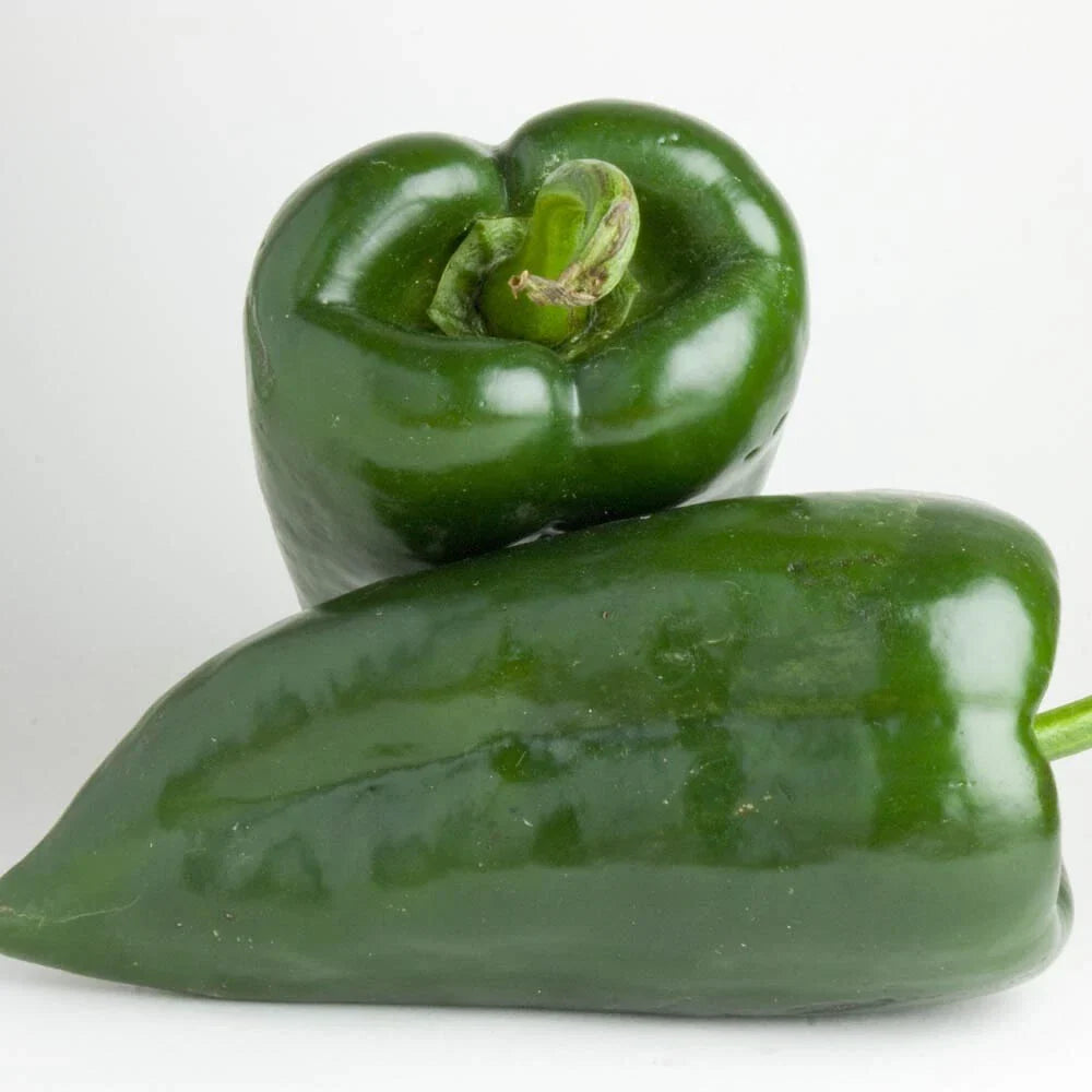 Poblano Pepper Seeds | Heirloom Non-GMO | Organic Vegetable Seeds | Capsicum annuum
