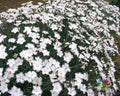 Dianthus Greystone Carnation Seeds - 200+ Premium Seeds for Garden - Fragrant Flowers, USA Grown