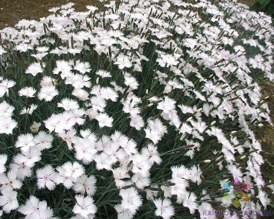Dianthus Greystone Carnation Seeds - 200+ Premium Seeds for Garden - Fragrant Flowers, USA Grown