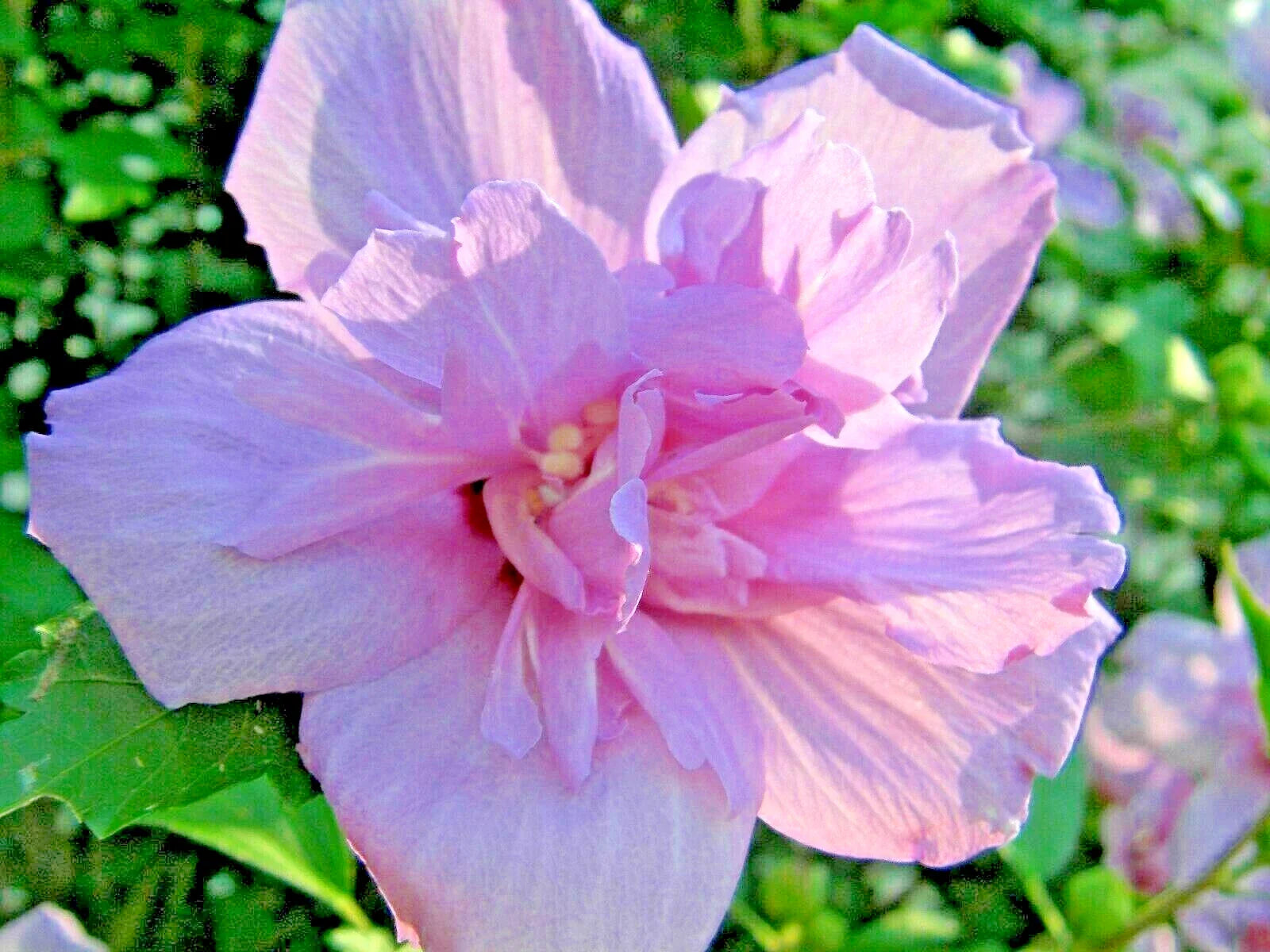 Rose of Sharon Cuttings - 20 Rooting Cuttings - Flowering Bush - Hibiscus syriacus