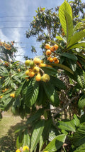 Live Japanese Plum Tree Plants 4-8" Edible Fruit, 1 Year Old, Organic Leaves for Tea, Prunus salicina