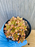 Dwarf Aeonium Plant - Rooted Aeonium sedifolium - Succulent Variety for Indoor and Outdoor Gardens