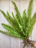 Rooted Fern Plants - 25 Live Green Ferns - Perfect for Indoor Decor - Various Varieties