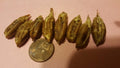 Honey Sweet Date Fruit Seeds - 12 Pcs - Phoenix dactylifera - Organic Planting Seeds for Home Gardening