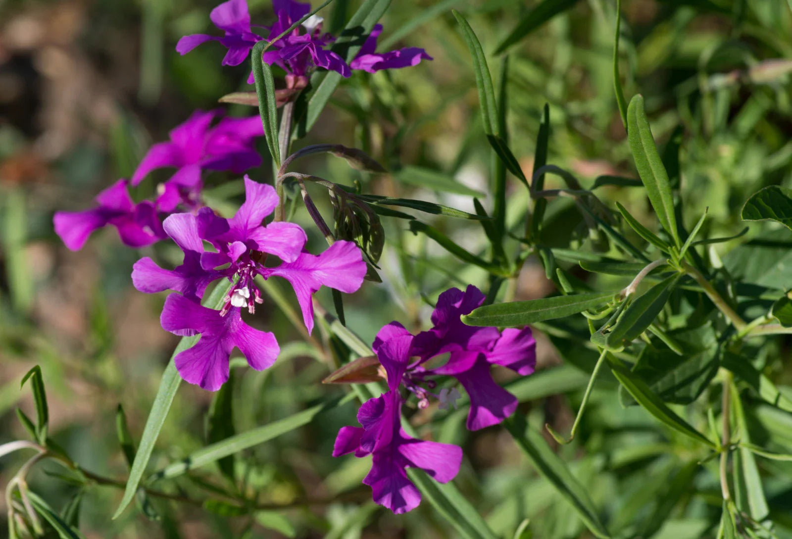 Clarkia Pulchella Seeds - 200 Count - Deerhorn Clarkia - Non-GMO - Flower Seeds for Garden