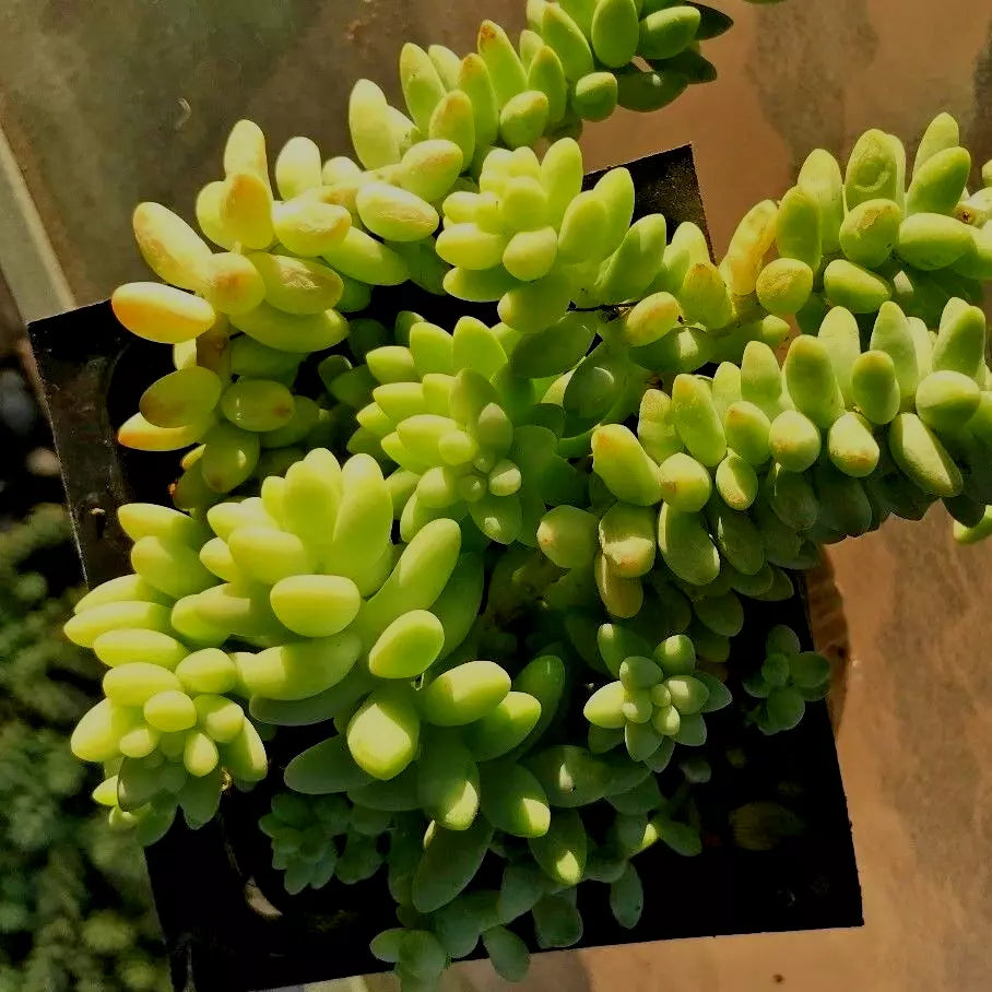 Sedum Burrito Cuttings - Burro’s Tail, Baby Donkey Tail, 2 Cuttings 3-5" Each - Ideal for Succulent Gardens, Easy Care