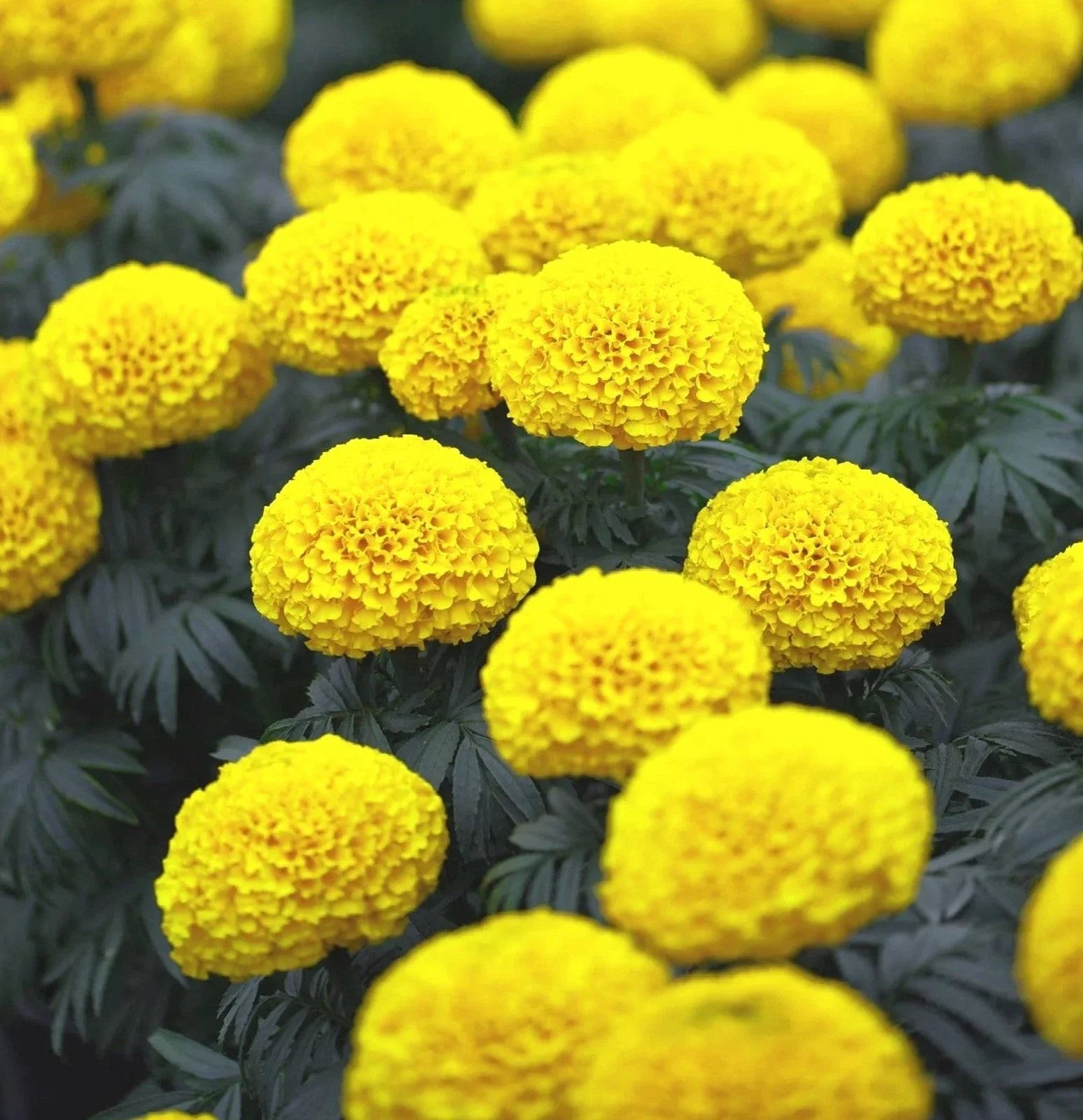 African Marigold Seeds - Mary Helen Yellow Variety - Big Beauty Flower - Ideal for 2025 Planting - Tagetes erecta