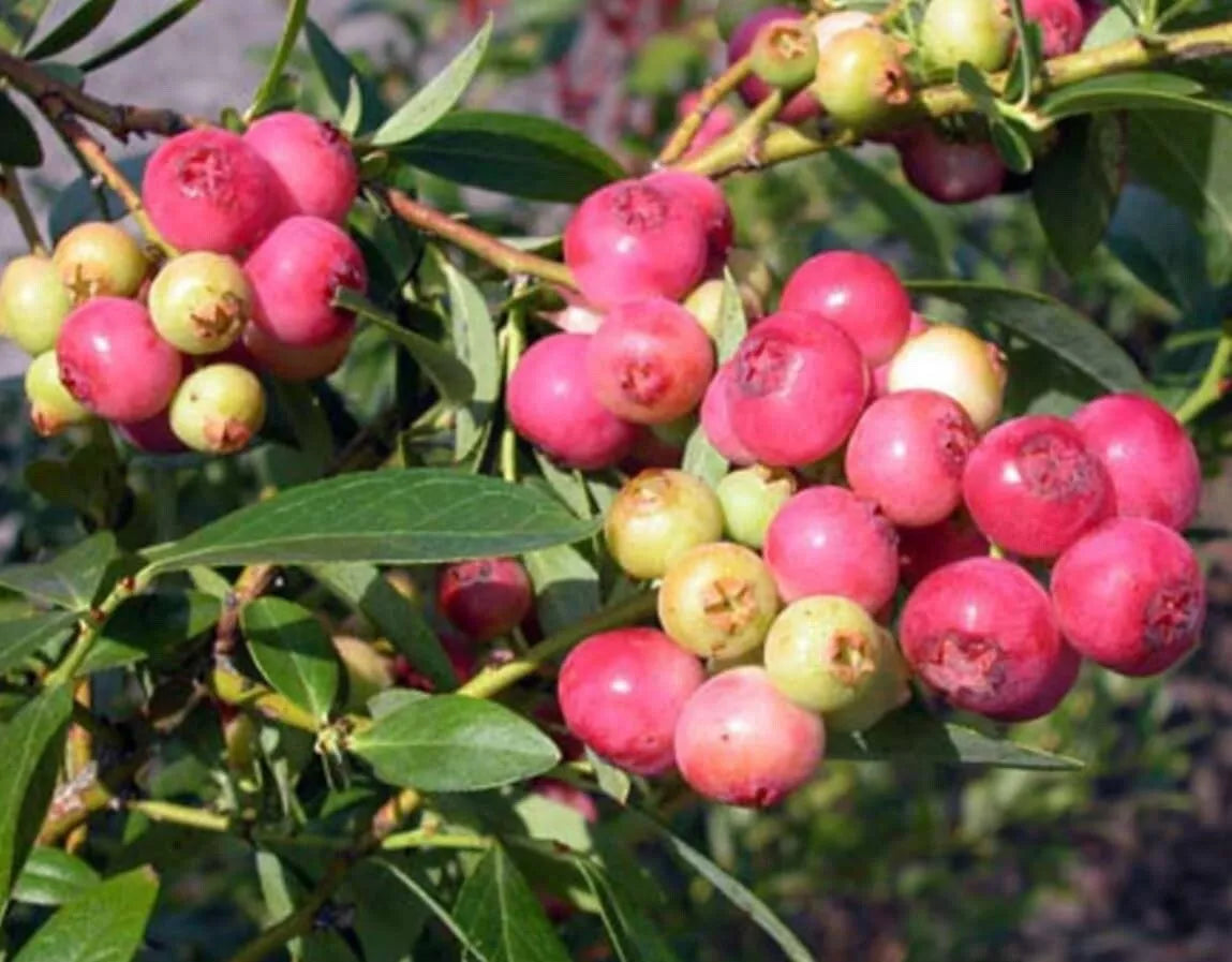 Pink Lemonade Blueberry Bush Seedling - 1 Gallon - Pink Lemonade Variety - Vaccinium corymbosum