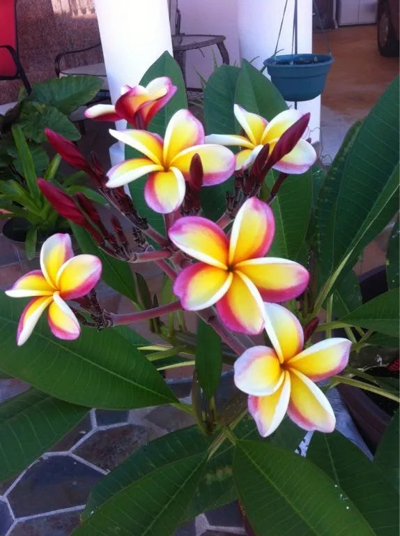 Plumeria Seeds - 5 Yellow White Purple Flower Seeds - Perennial Plants - Frangipani Varieties - US Seller