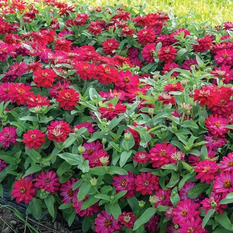 Zahara Double Cherry Zinnia Seeds - 100+ Pack - Bright Red Flowers - Zinnia elegans - USA Grown, Free Shipping